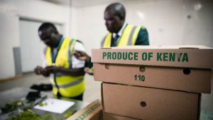 Kenya’s EU exporters face 45-day stock dilemma as PFAS ban takes effect